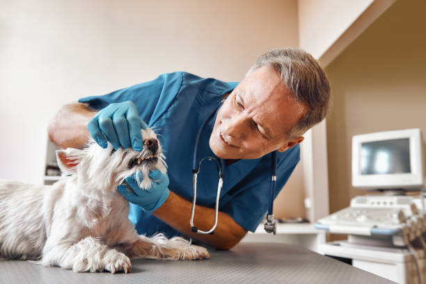 Best Broken Tooth Emergency  in Willoughby Hills, OH